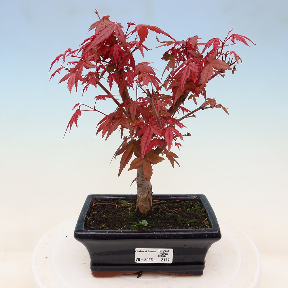 Bonsai für draußen - Acer palmatum DESHOJO
