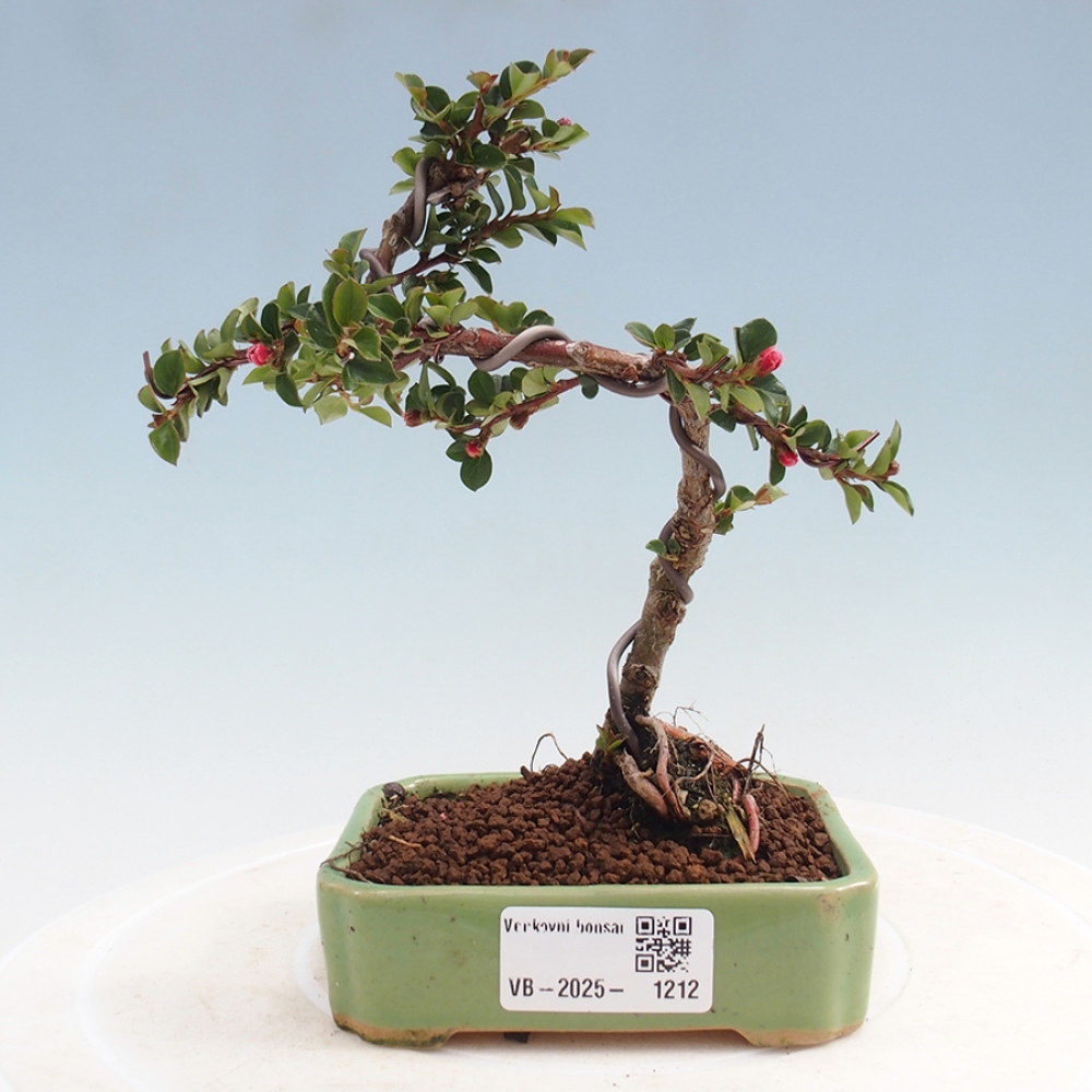 Bonsai im Freien - Cotoneaster horizontalis - Felsenbaum