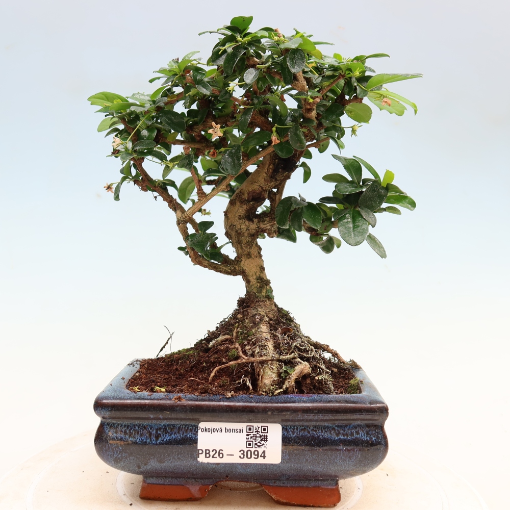 Zimmer-Bonsai - Carmona macrophylla - Tee-Fuki