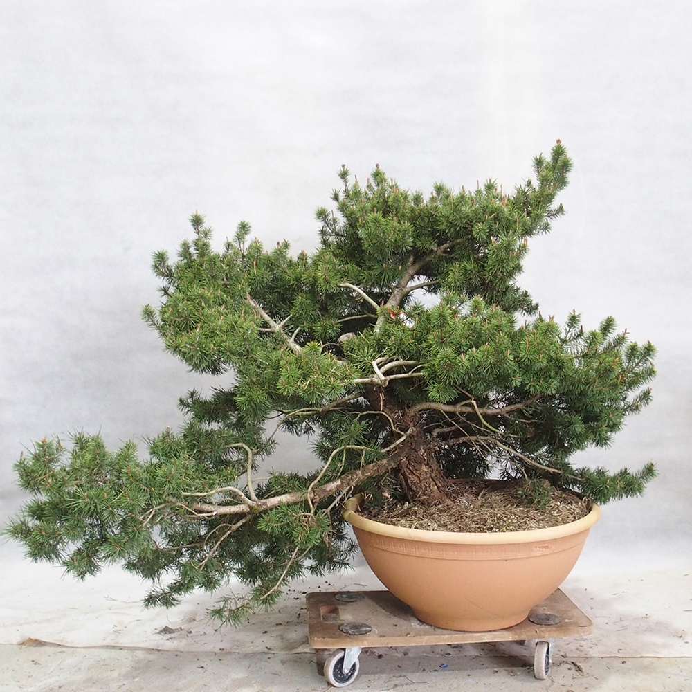 Yamadori - Pinus sylvestris 