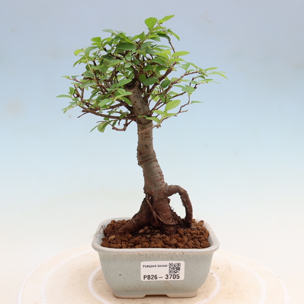 Zimmerbonsai - Ulmus parvifolia - Kleinblättrige Ulme
