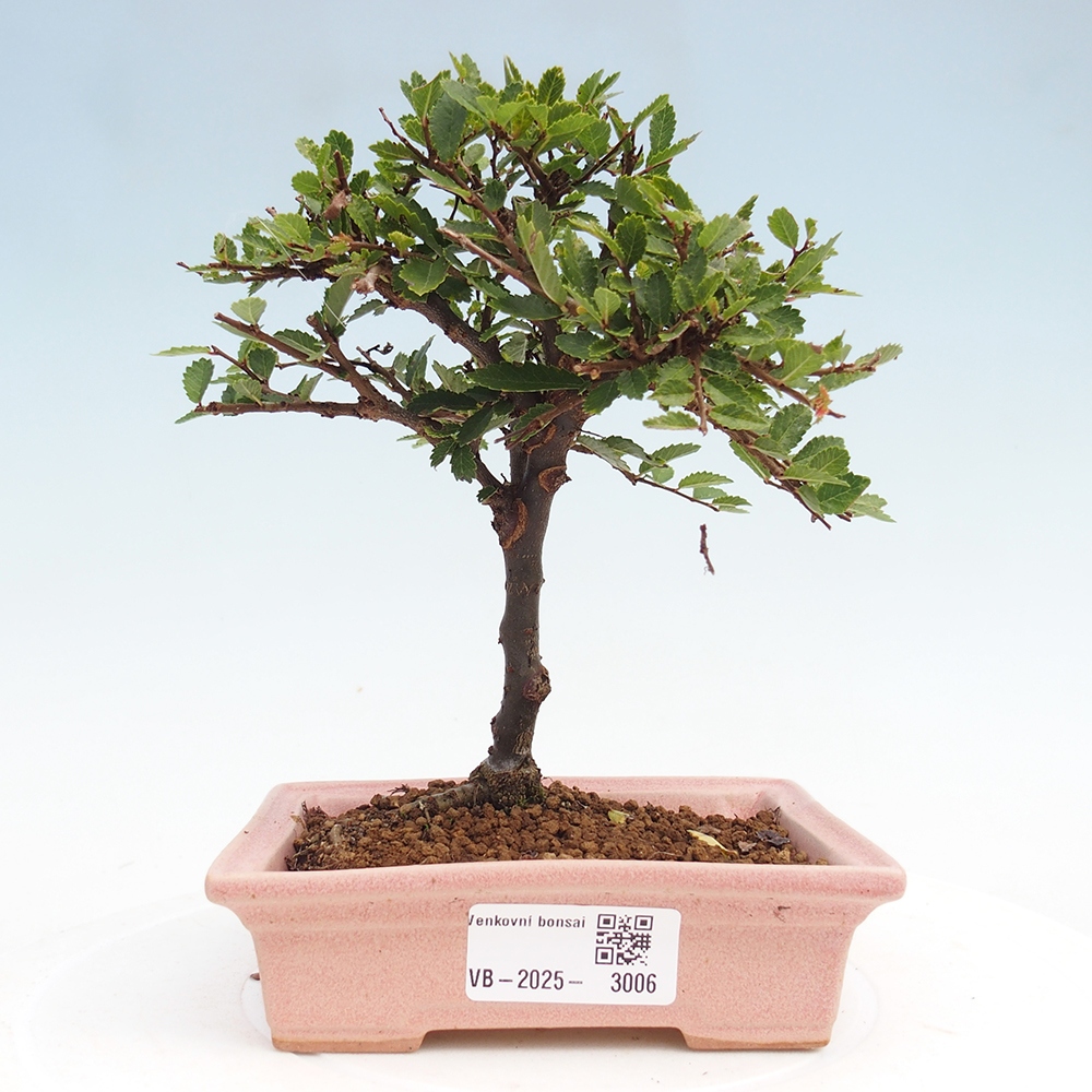 Bonsai im Freien - Ulmus parvifolia Sagei - Kleinblättrige Ulme