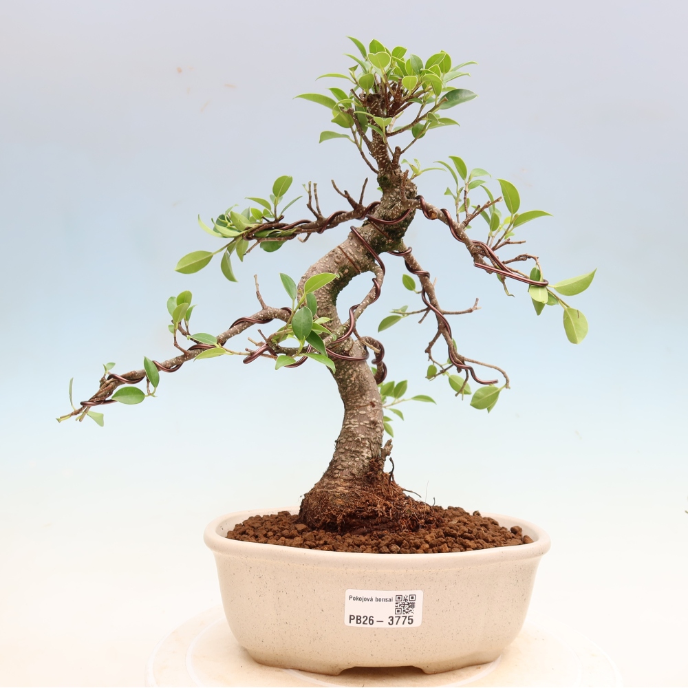 Zimmerbonsai - Ficus kimmen - Kleinblättriger Ficus