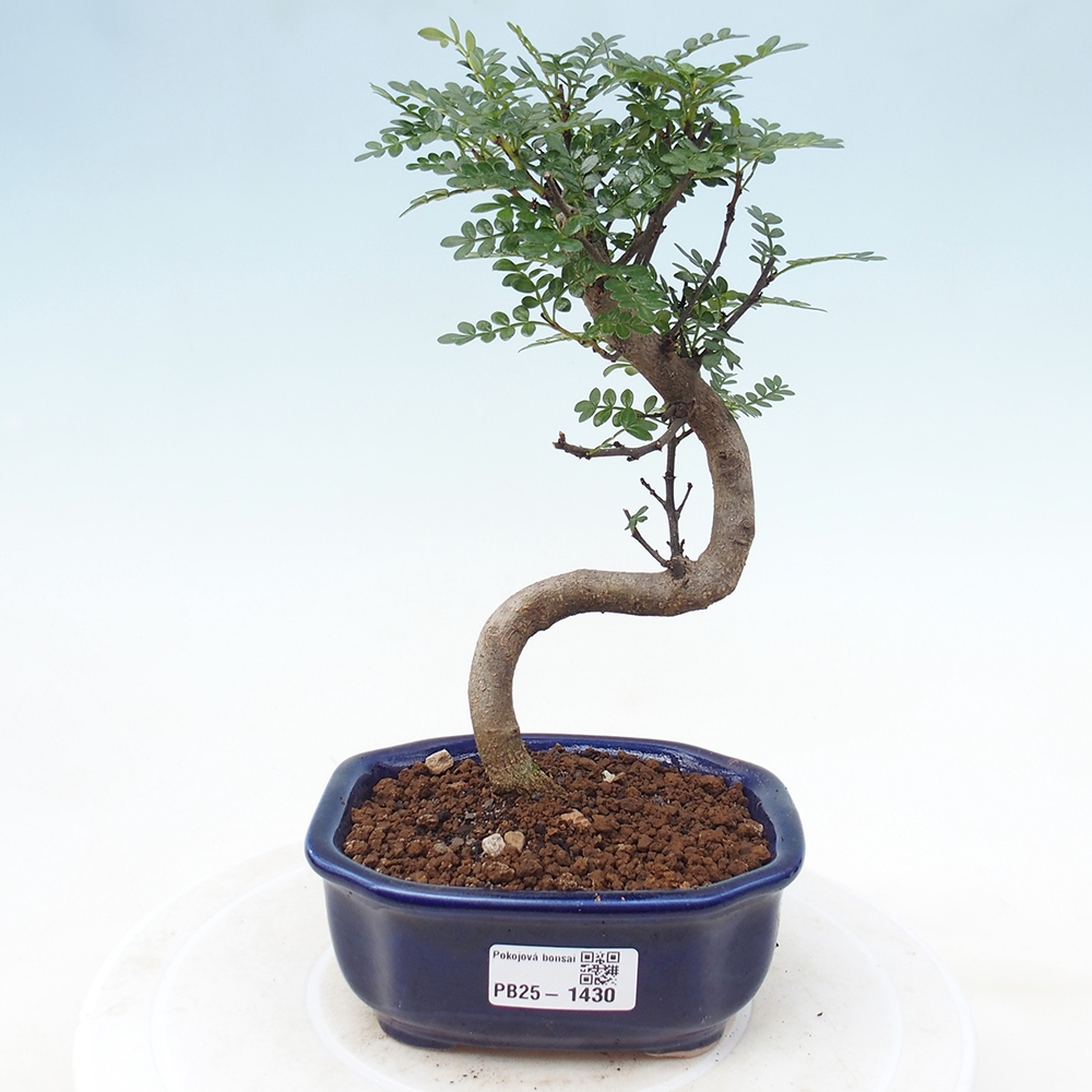 Indoor-Bonsai - Zantoxylum piperitum - Pfefferminze