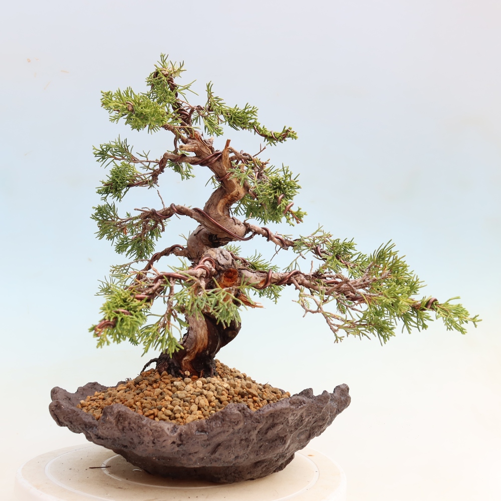 Bonsai für draußen - Juniperus chinensis Itoigawa-Juniperus chinensis
