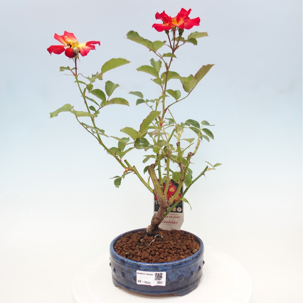 Freilandbonsai - Rosa Kordes -  Rose