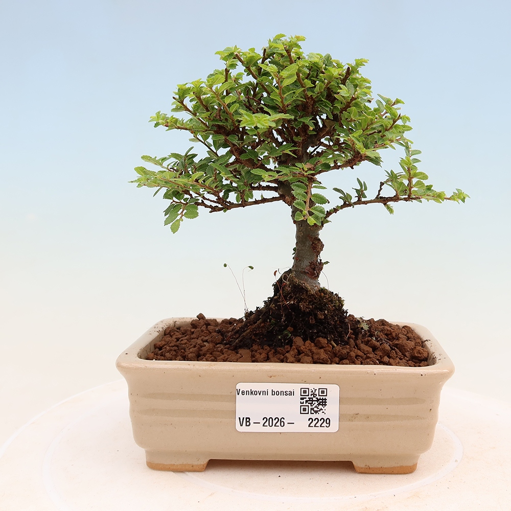 Bonsai für draußen - Ulmus parvifolia Sagei - Kleinblättrige Ulme