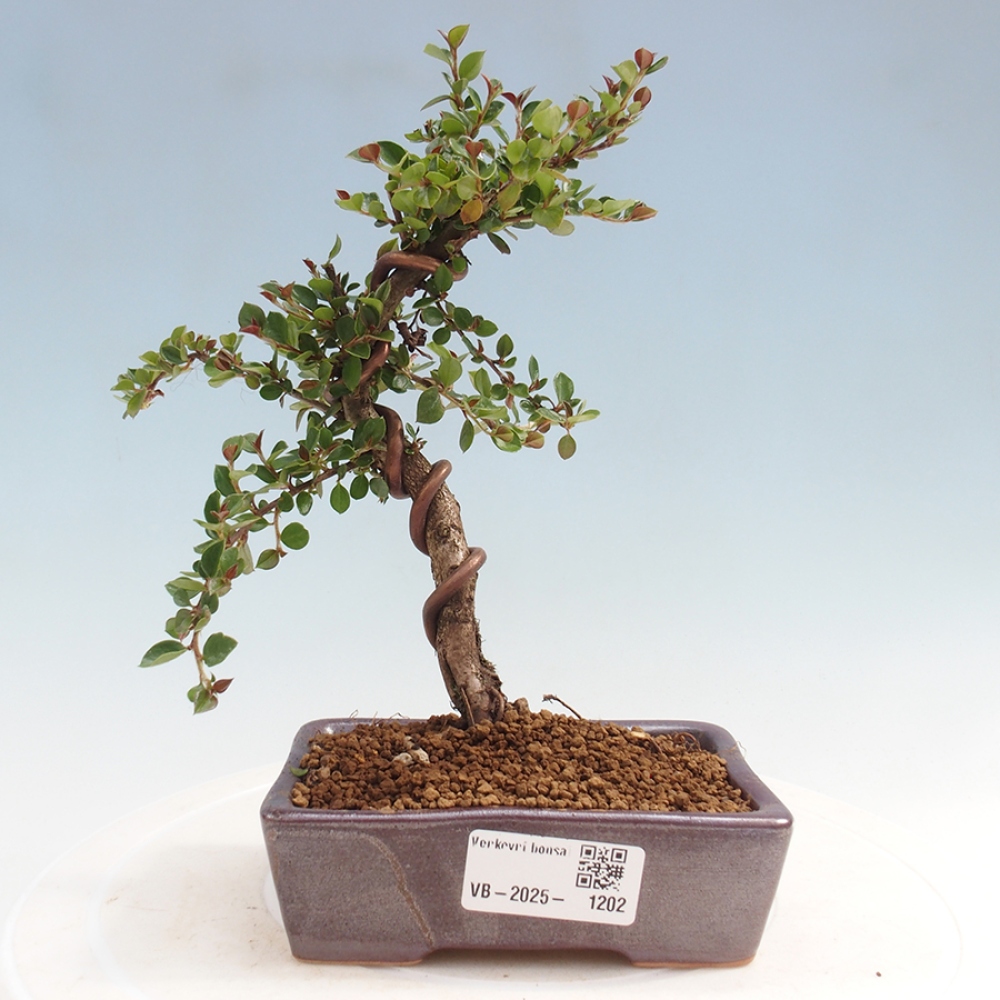 Outdoor bonsai-Cotoneaster horizontalis - Rock