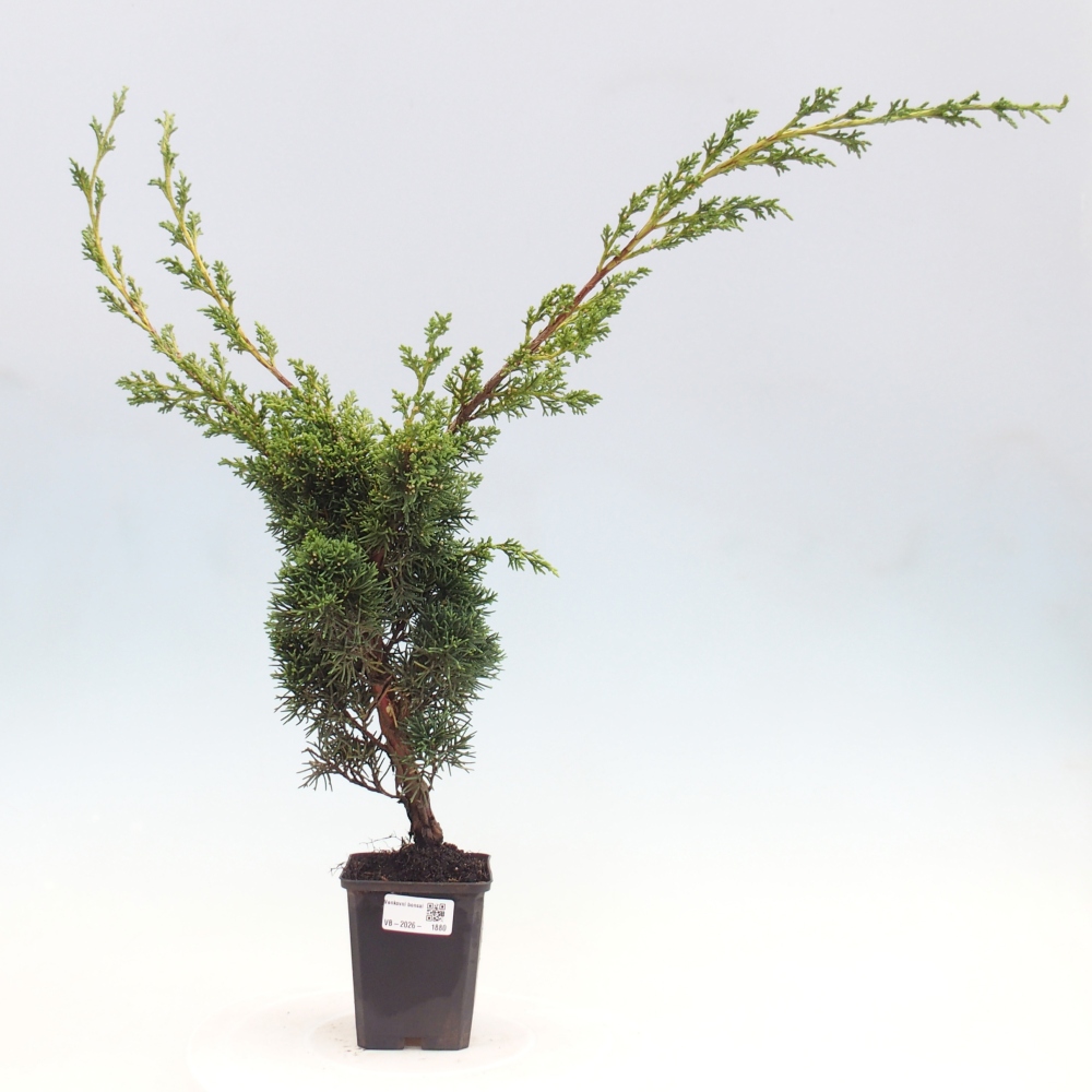 Bonsai für draußen - Juniperus chinensis Kishu
