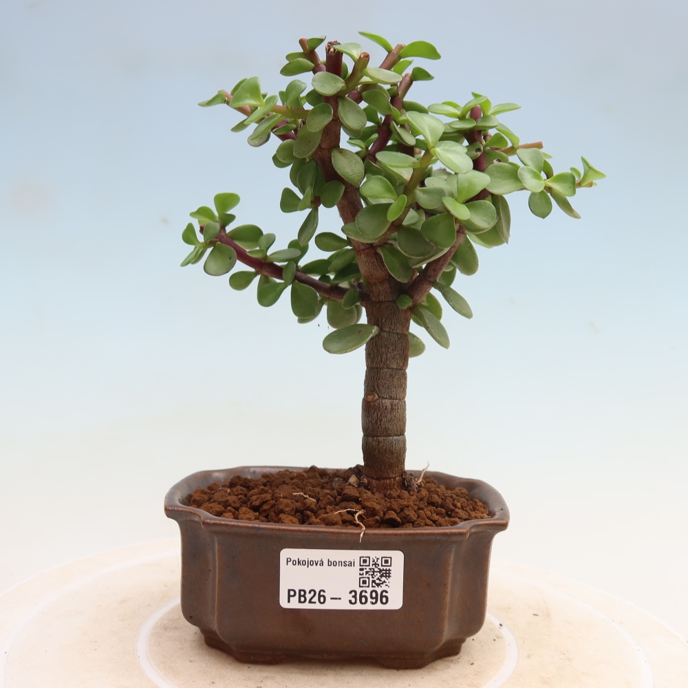 Zimmer Bonsai - Portulakaria Afra - Tlustice