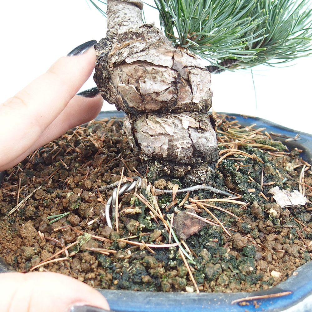 Bonsai im Freien - Pinus parviflora - kleine Kiefer