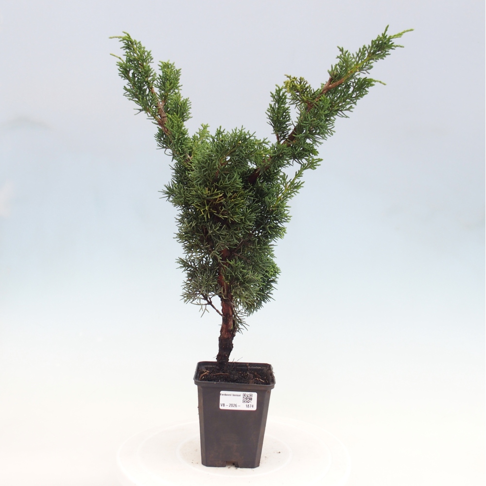 Bonsai für draußen - Juniperus chinensis Kishu