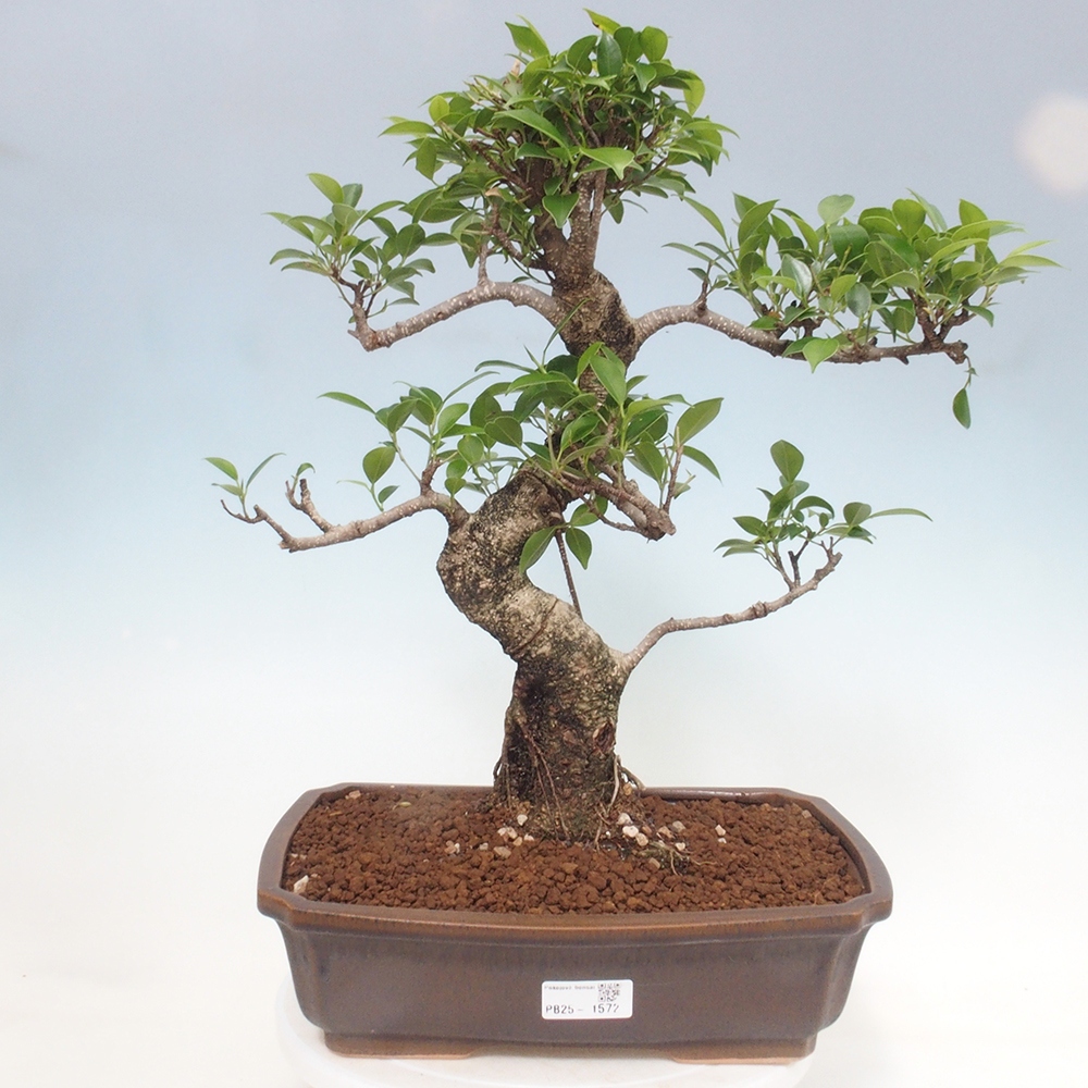 Zimmerbonsai - Ficus kimmen - kleinblättriger Ficus