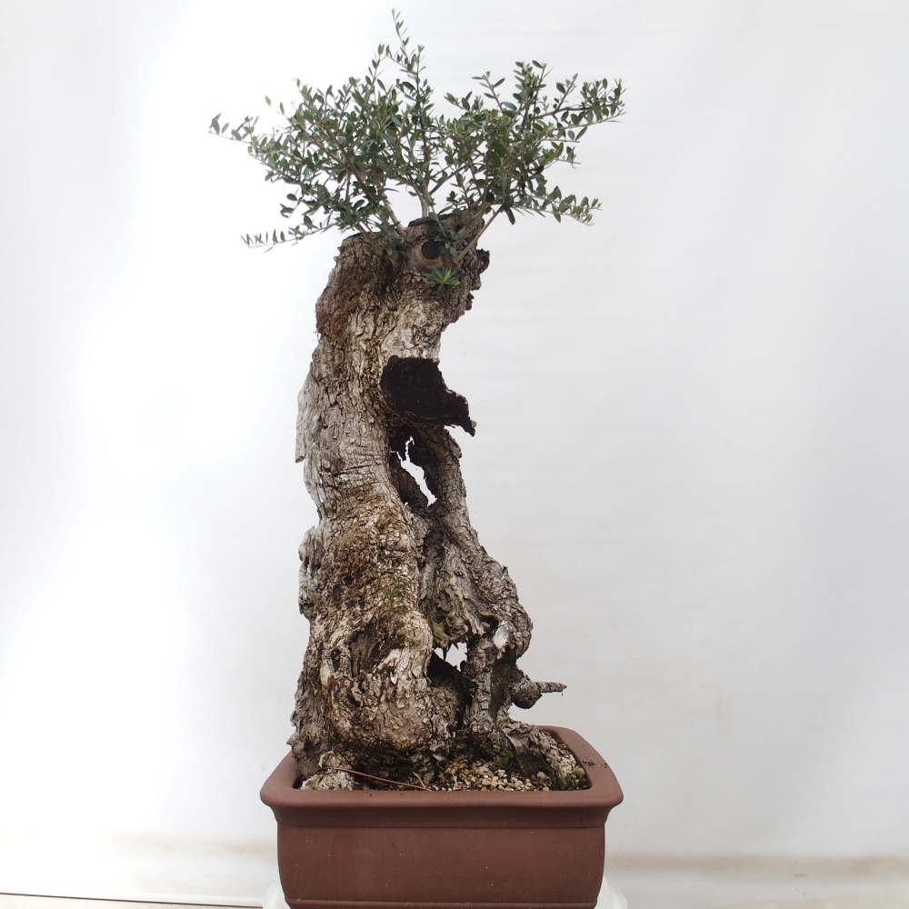 Indoor-Bonsai - Olea europaea sylvestris - Europäisches kleinblättriges Olivenöl