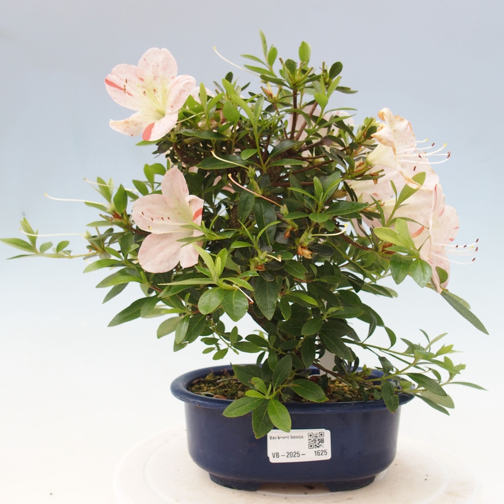 Bonsai im Freien - Japanische Azalee - Azalea Asazakura