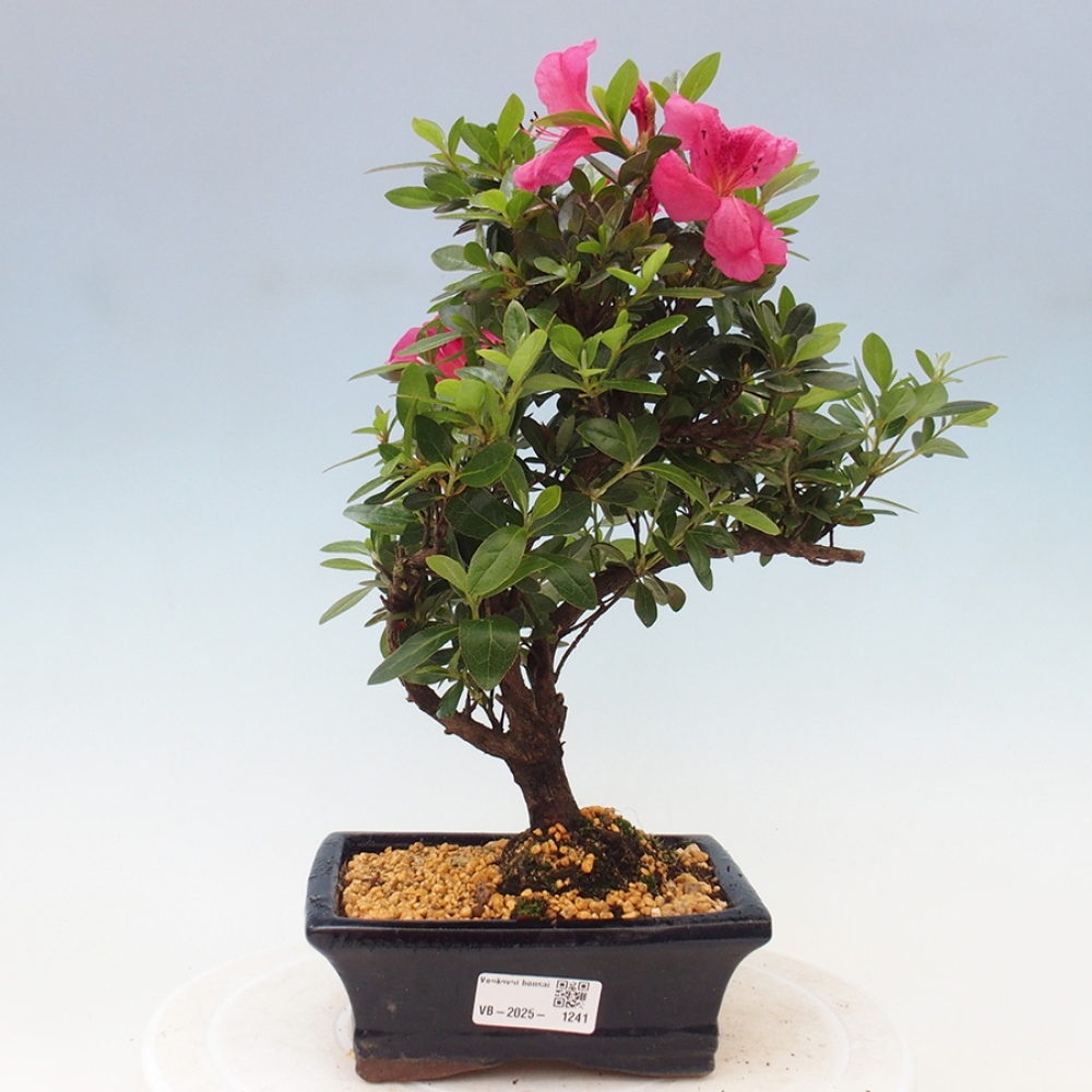Bonsai im Freien - Japanische Azalee - Azalea sp.