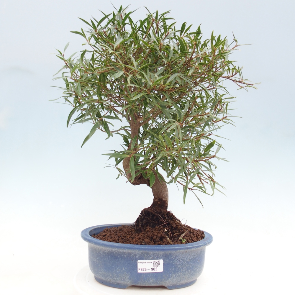 Zimmerbonsai - Ficus nerifolia - Kleinblättriger Ficus