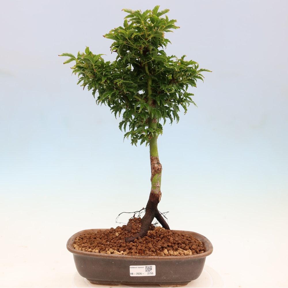 Bonsai für draußen -Javor-Palme Acer palmatum Shishigashira