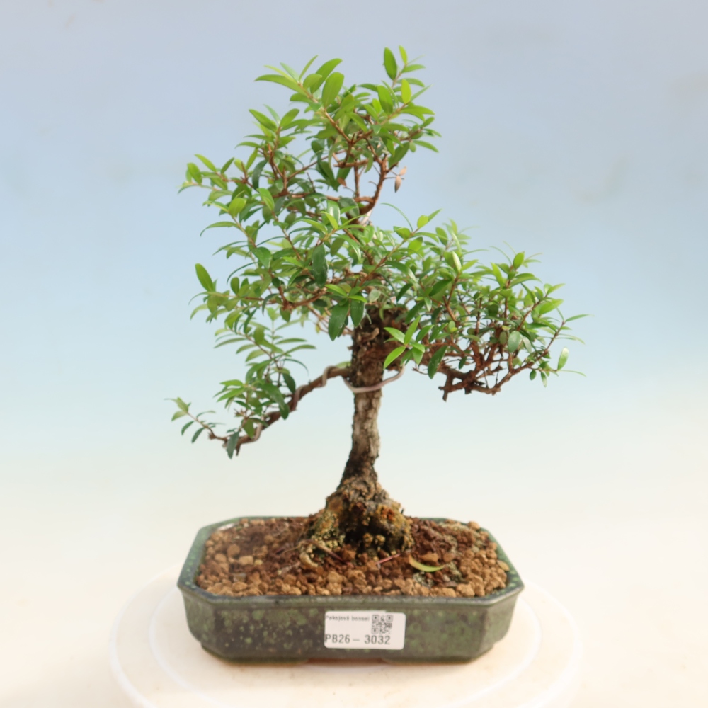 Zimmer Bonsai - Myrtus communis - Myrte