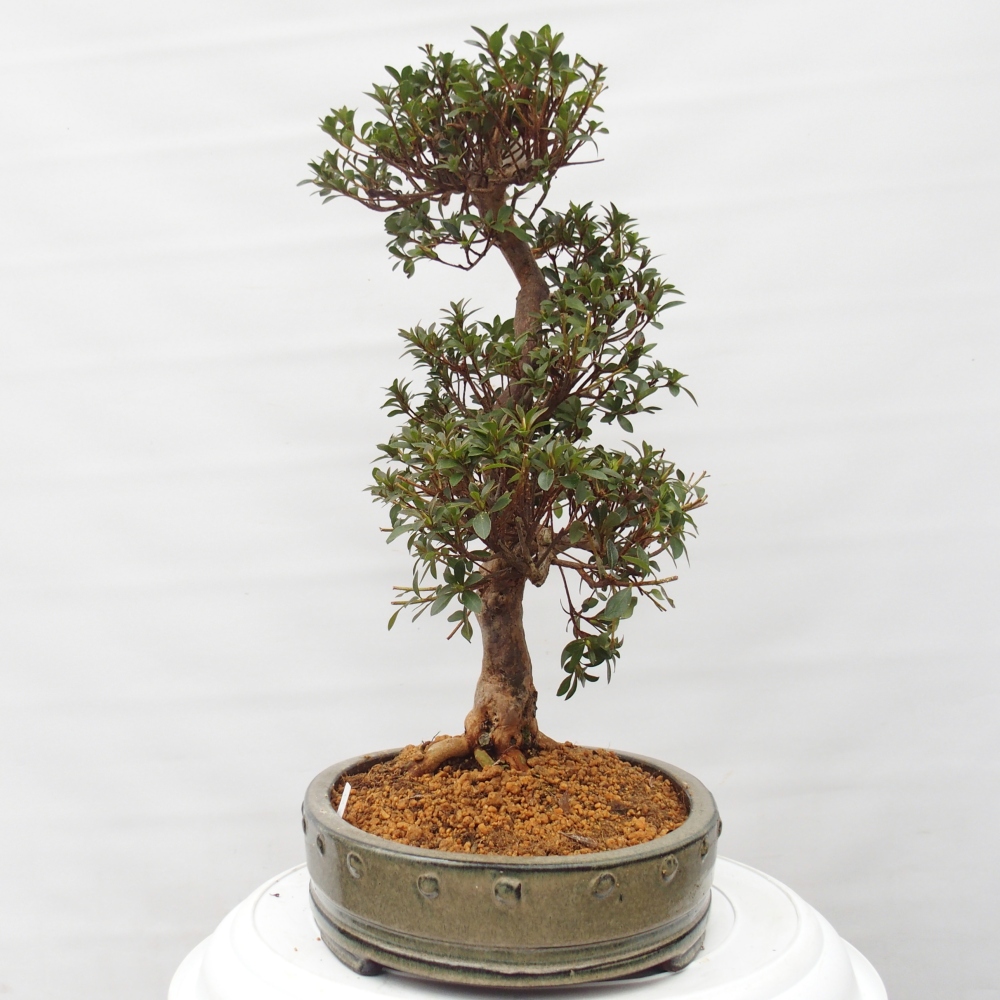 Bonsai für draußen - Japanische Azalee - Azalee Hanatsuzuri