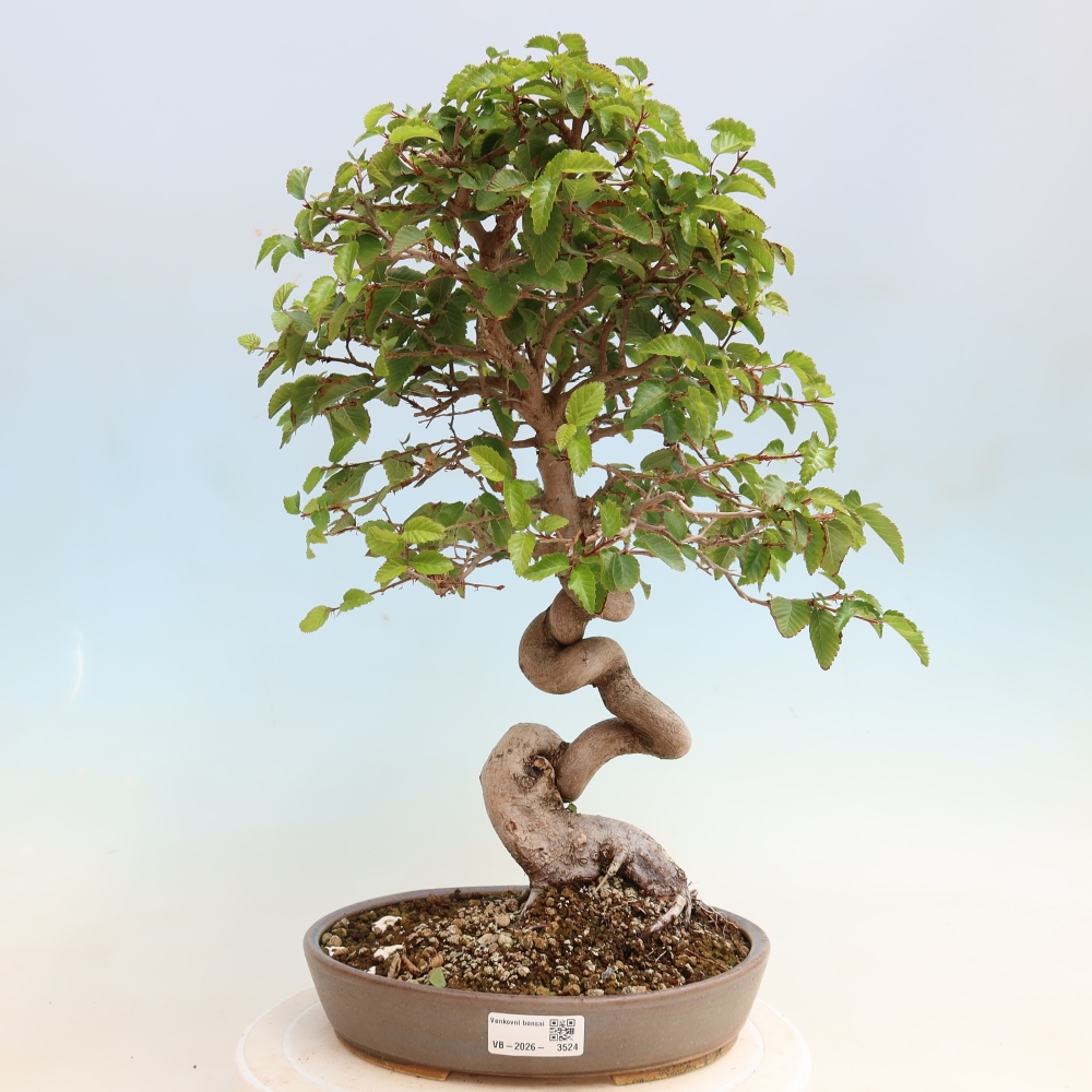 Bonsai für draußen -Carpinus CARPINOIDES - Koreanische Hainbuche