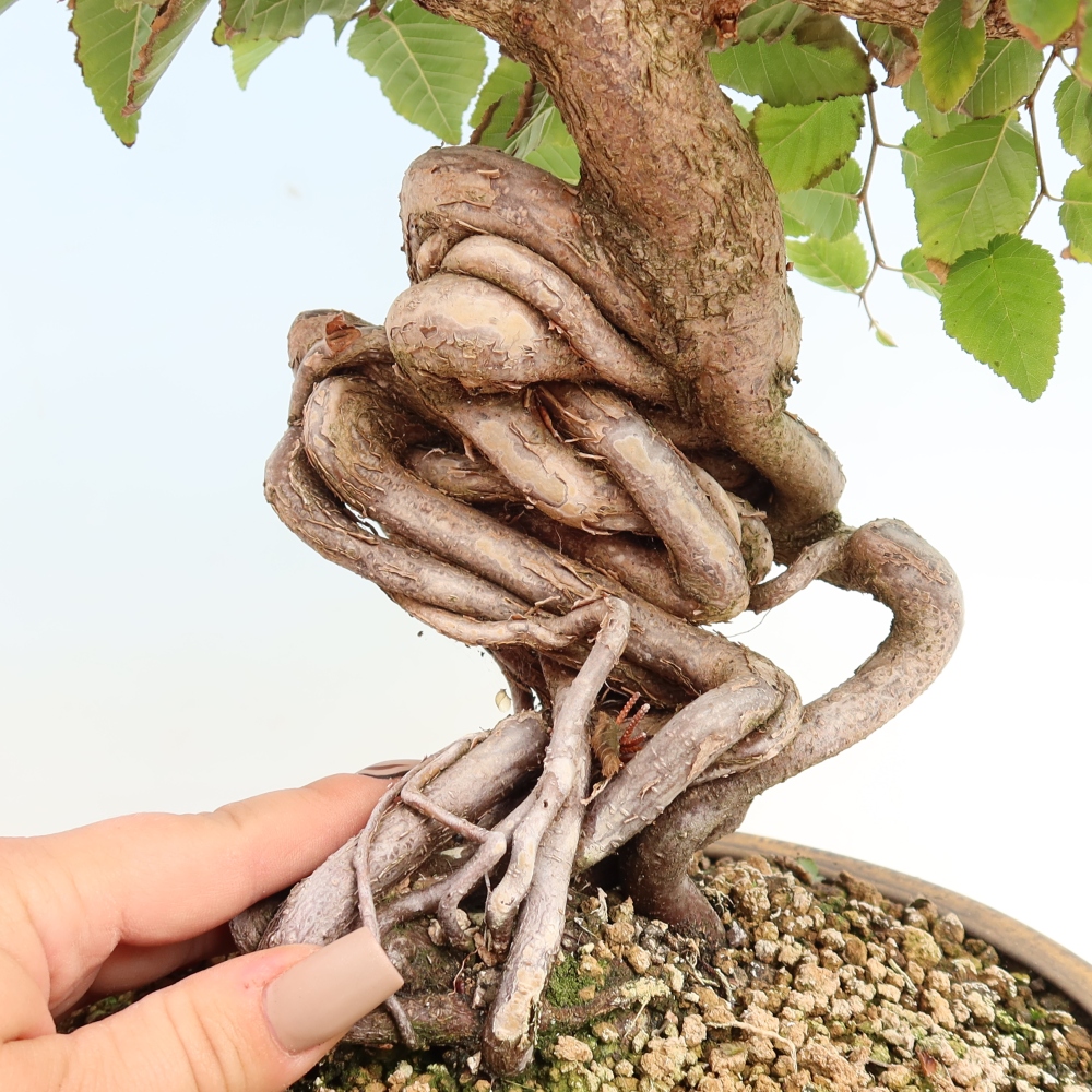 Bonsai für draußen -Carpinus CARPINOIDES - Koreanische Hainbuche