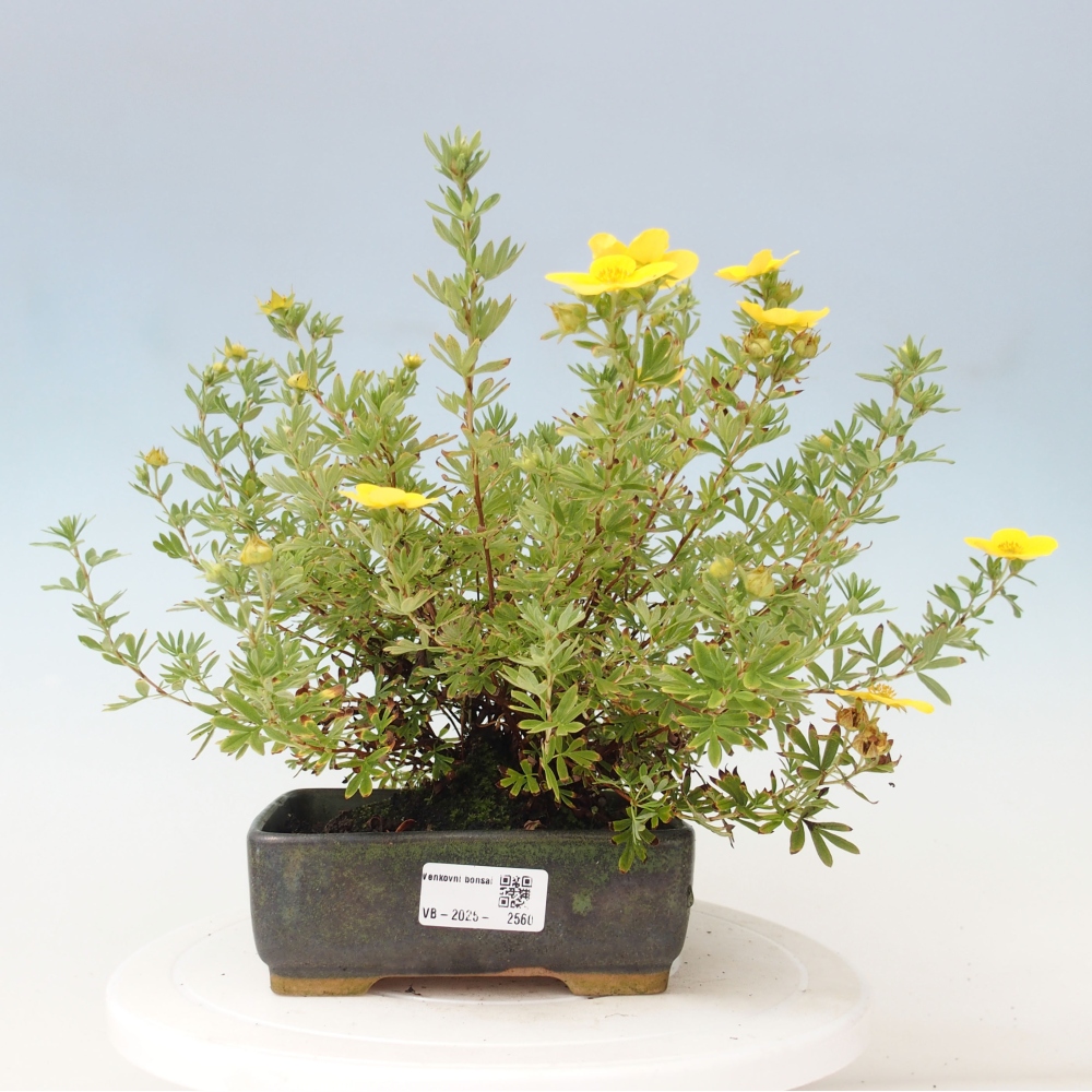Outdoor-Bonsai-Fingerkraut - Potentila fruticosa gelber Vogel