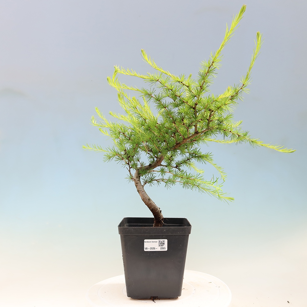 Bonsai für draußen -Larix decidua - Lärche