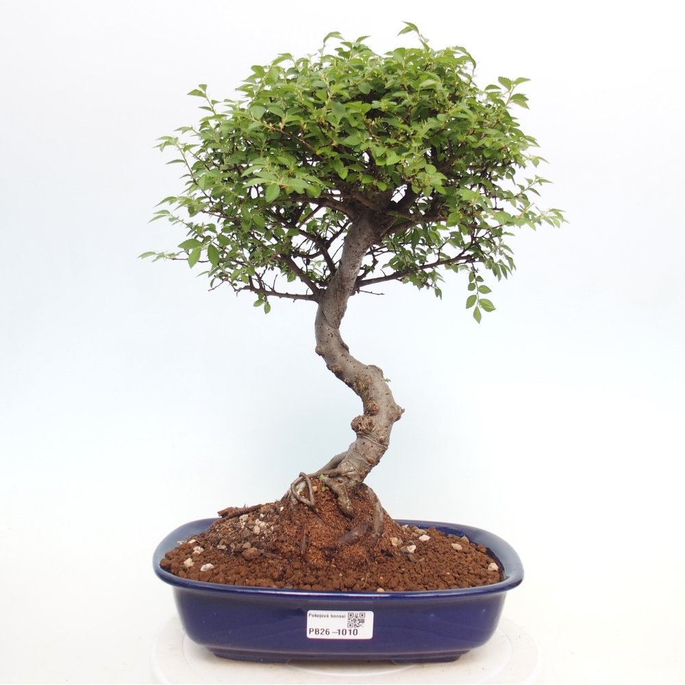Zimmerbonsai - Ulmus parvifolia - Kleinblättrige Ulme
