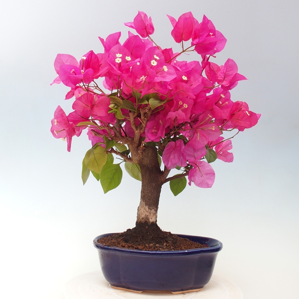Indoor Bonsai - Bouganwilea