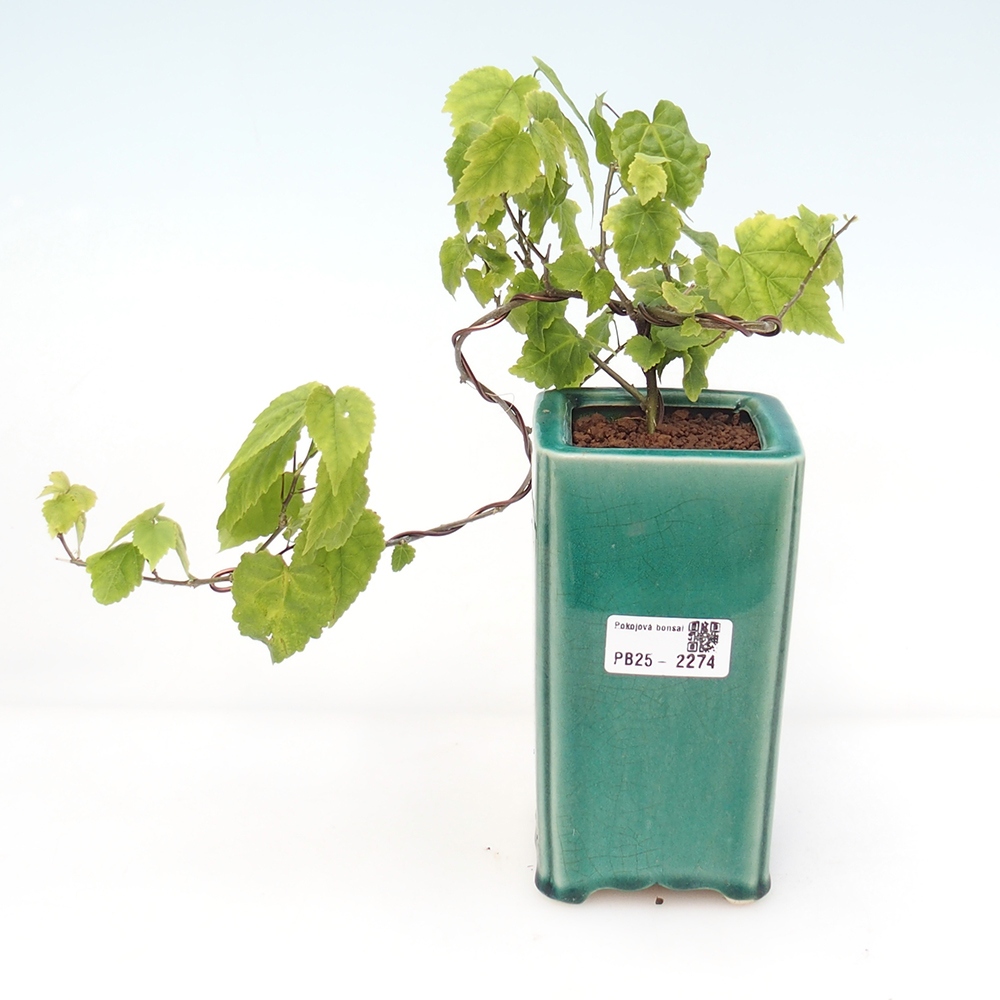 Zimmerbonsai - Abutilon Big Bell - Flussmoltebeere