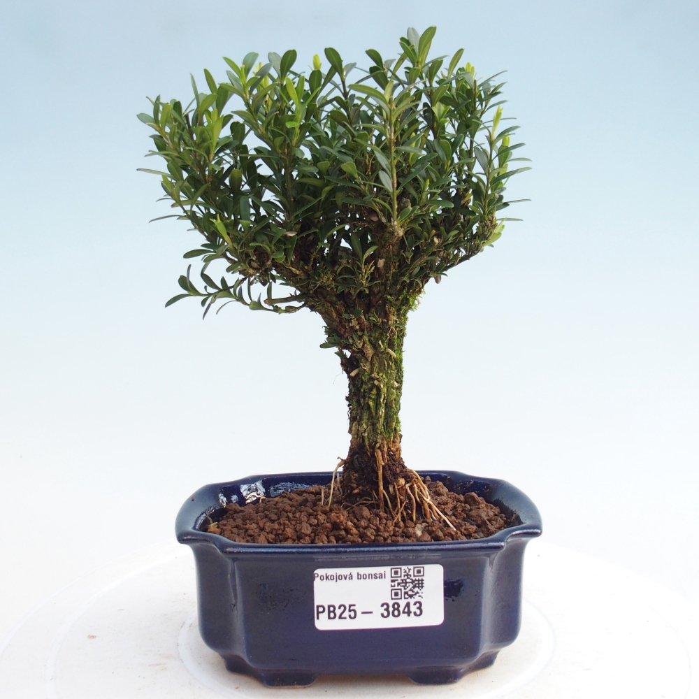 Zimmer Bonsai - Buxus harlandii - Korkbuxus