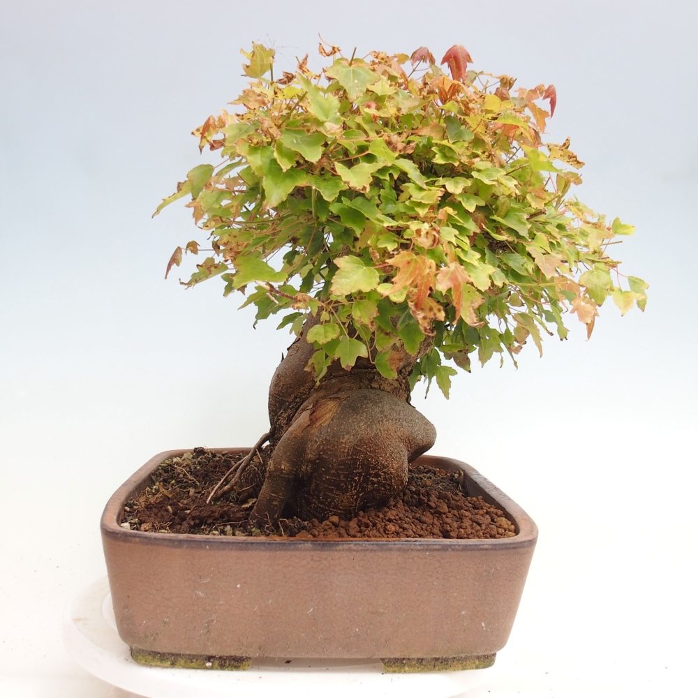 Bonsai im Freien - Ahorn Buergerianum - Burger Maple