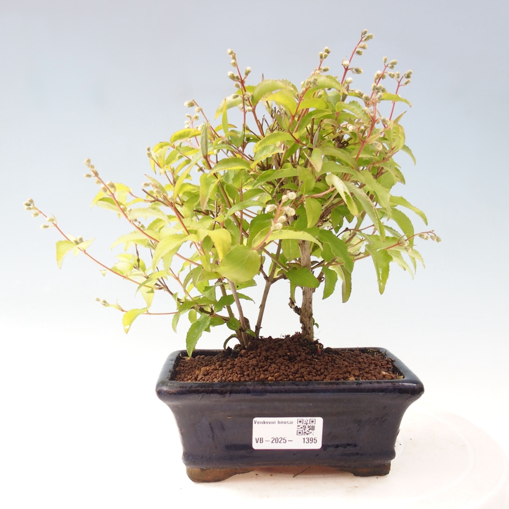 Outdoor bonsai - Deutzia scabra Candidissima - Trojpuk