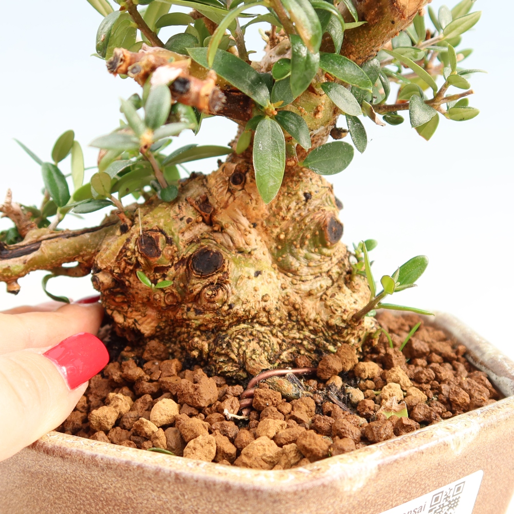 Zimmerbonsai - Olea europaea sylvestris