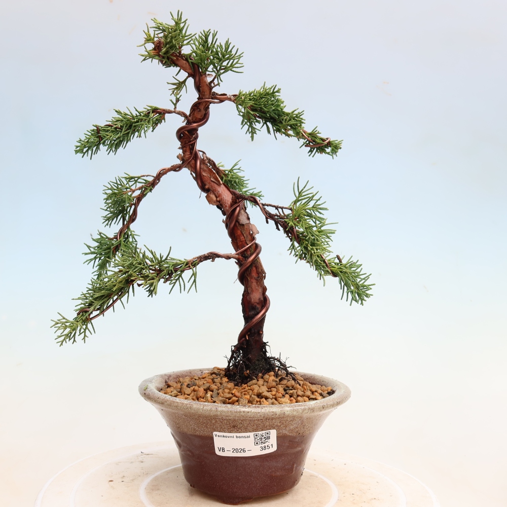 Bonsai für draußen - Juniperus chinensis Kishu
