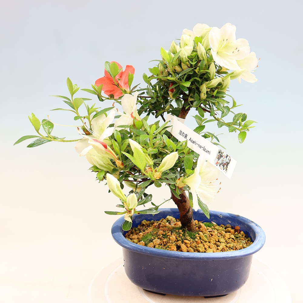 Bonsai für draußen - Japanische Azalee - Azalee Asahi-no-izumi