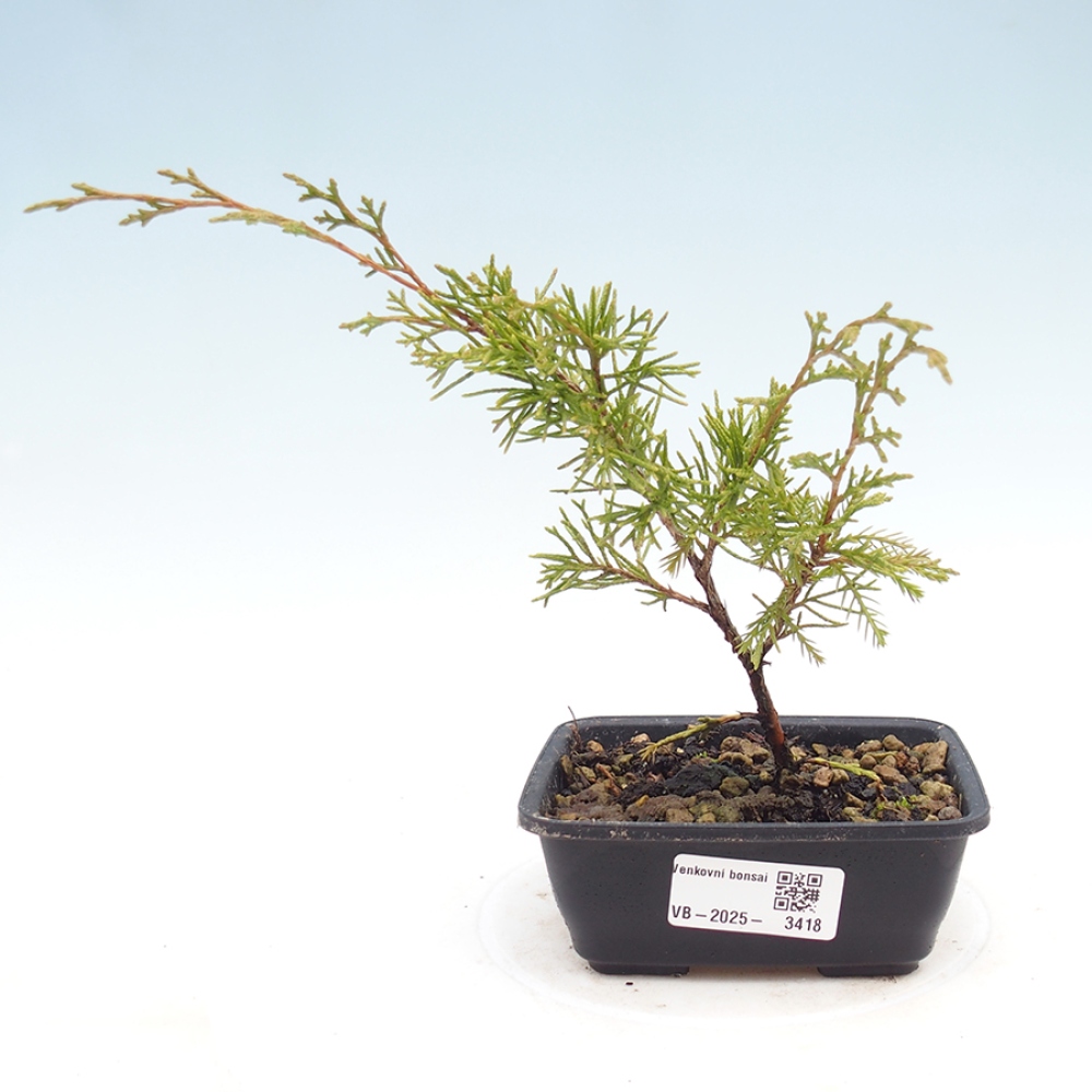 Bonsai für draußen - Juniperus chinensis Itoigawa