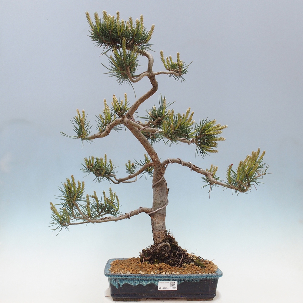 Bonsai im Freien - Pinus Sylvestris - Waldkiefer