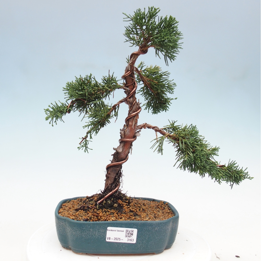 Outdoor-Bonsai - Juniperus chinensis Kishu - Chinesischer Wacholder