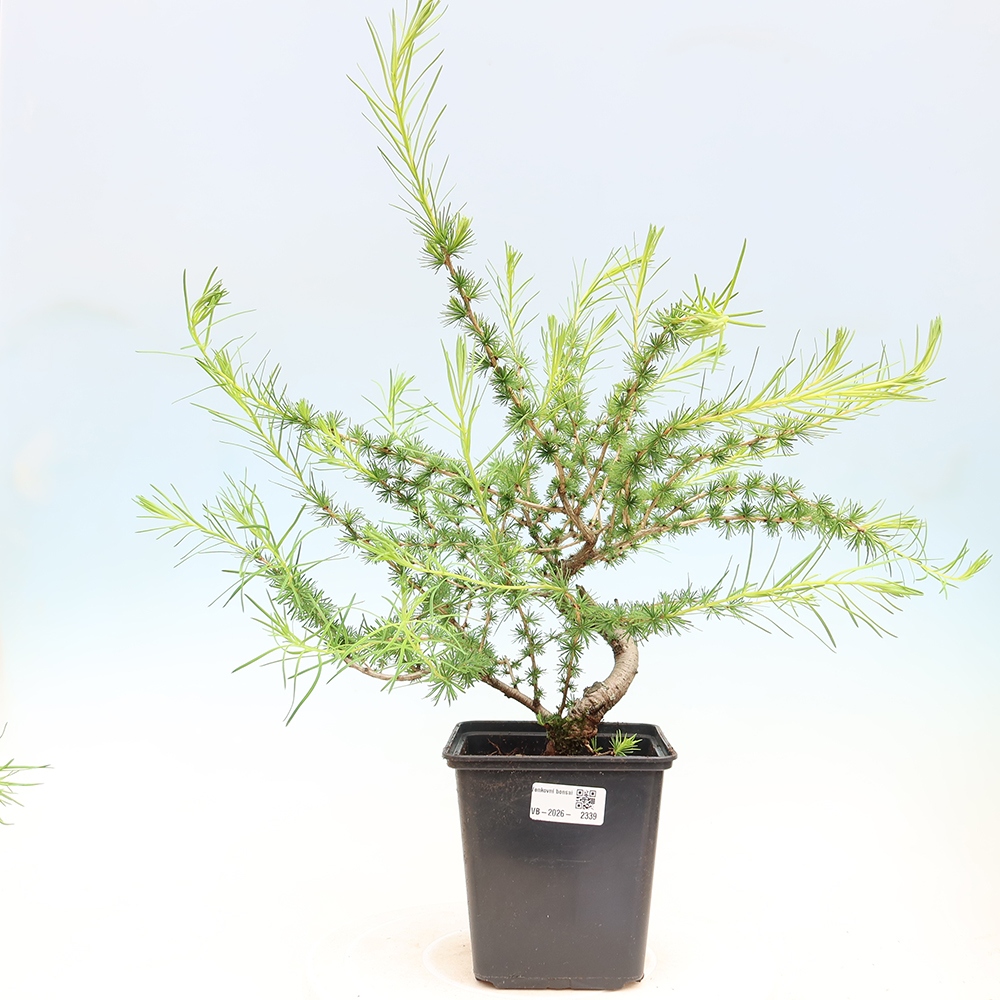 Bonsai für draußen -Larix decidua - Lärche