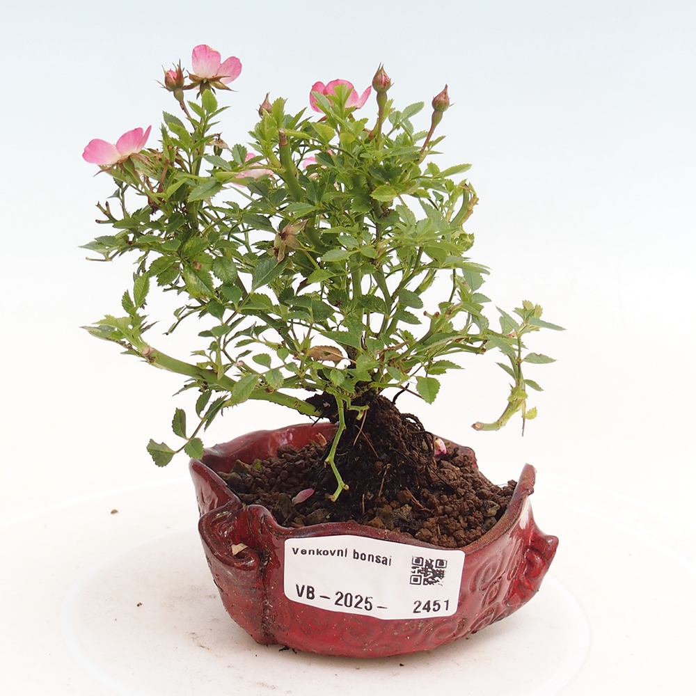 Bonsai im Freien - Rosa Cutie Pie - Rosen