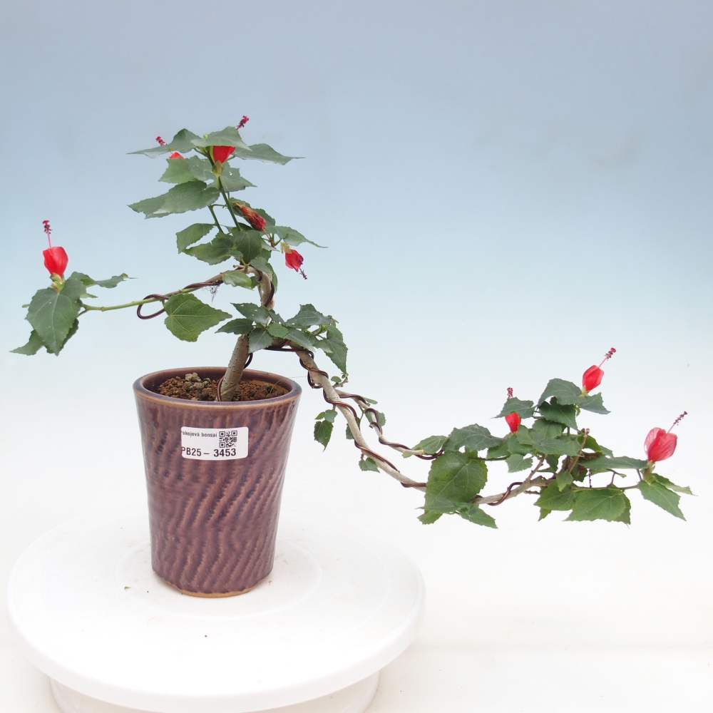 Zimmerbonsai - Malvaviscus arboreus