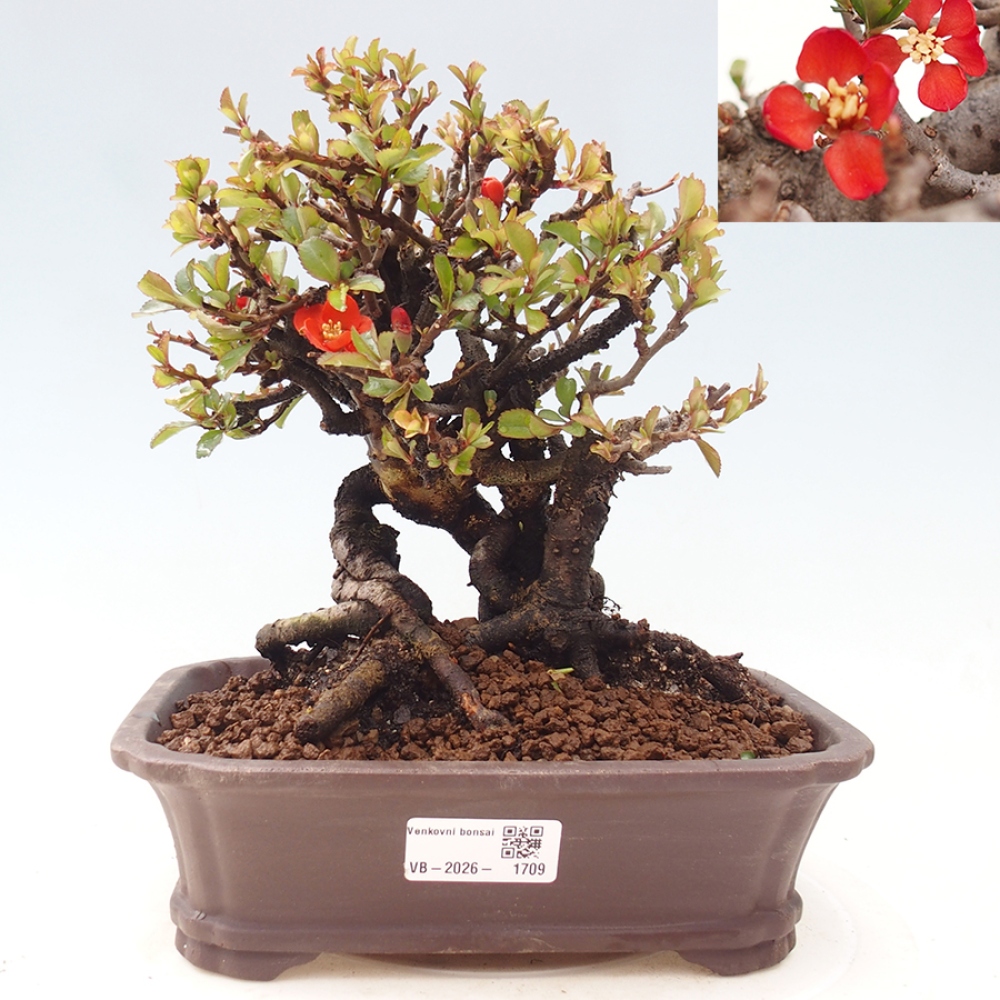 Bonsai für draußen - Chaneomeles speciosa - Quitte