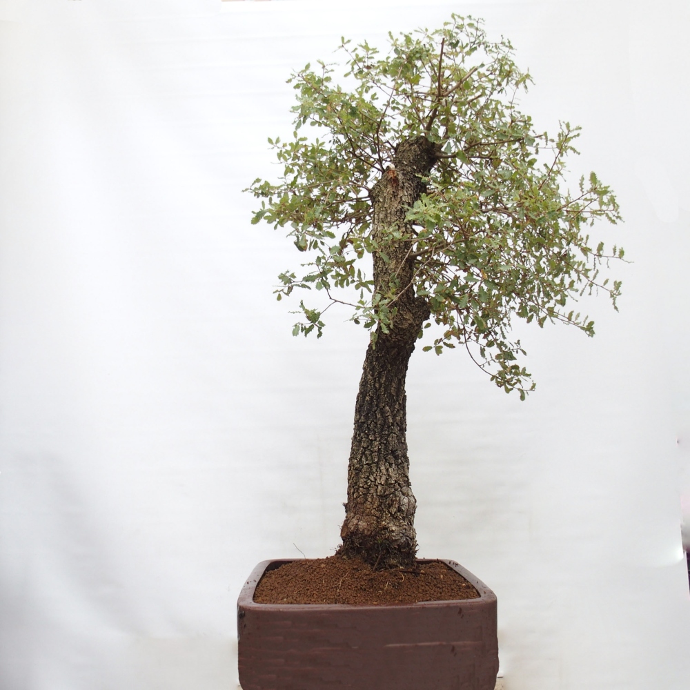 Yamadori - Quercus Ilex - Steineiche