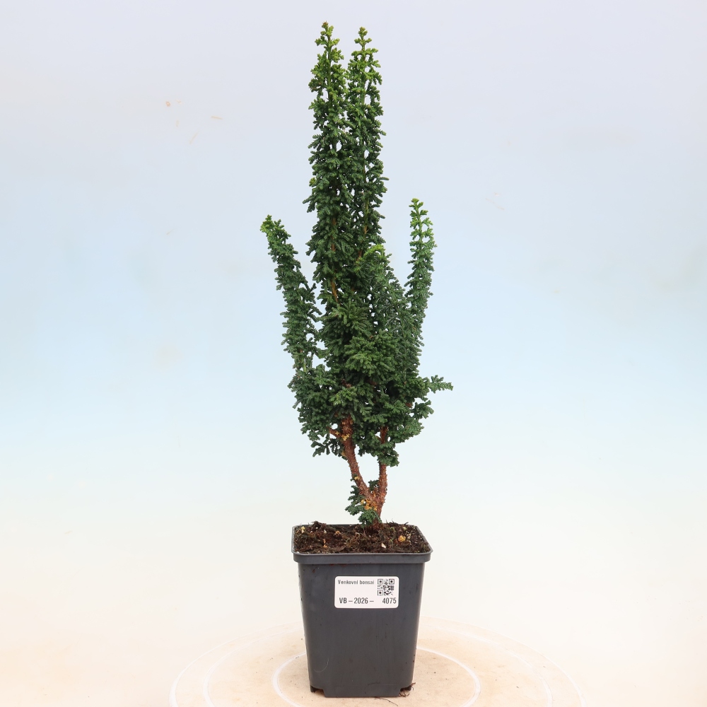 Bonsai für draußen - Cham. obtusa SEKKA HINOKI - Zypresse