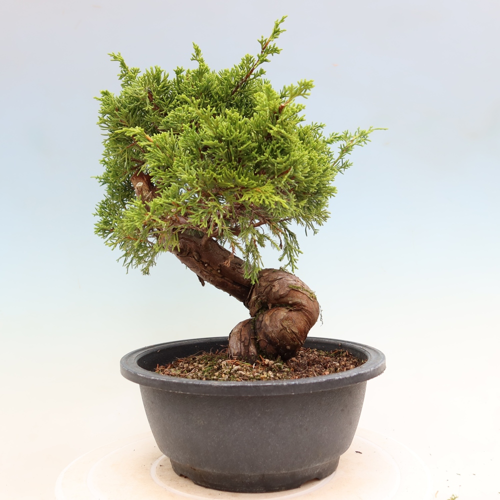 Bonsai für draußen - Juniperus chinensis Itoigawa-Juniperus chinensis