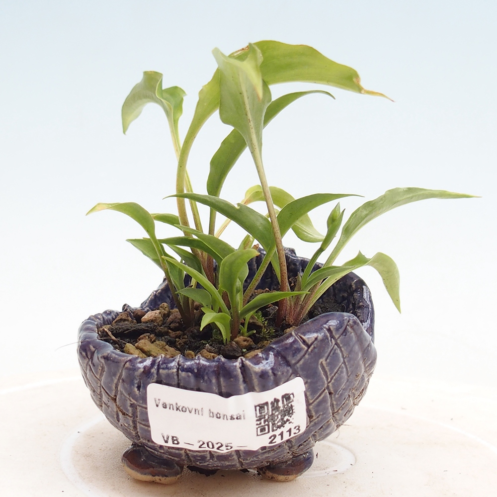 Bonsai im Freien - Mini Hosta - Göttin