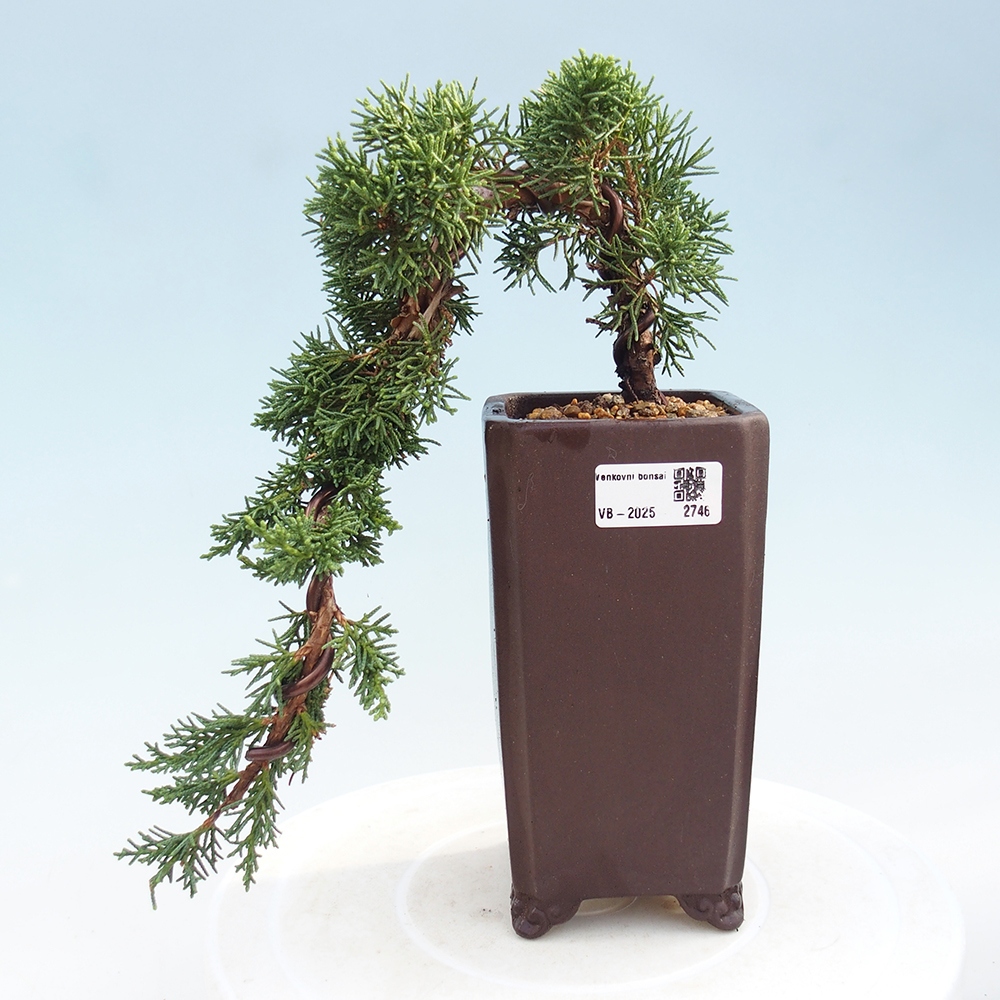 Bonsai im Freien - Juniperus chinensis Kishu - Chinesischer Wacholder
