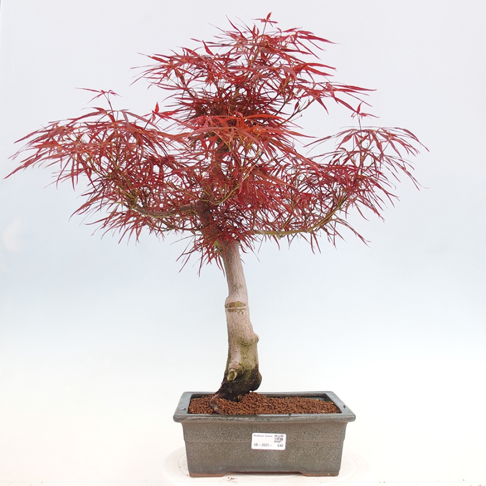 Bonsai im Freien - Acer palmatum RED PYGMY